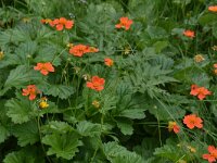 Geum coccineum 5, Saxifraga-Harry Jans Geum coccineum